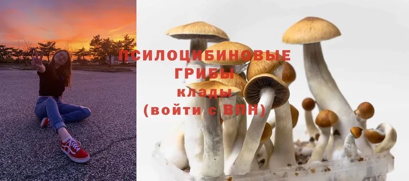 Галлюциногенные грибы Psilocybine cubensis  хочу наркоту  Кинешма 